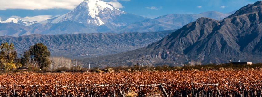 Vinos de culto: qué hay detrás de las botellas más deseadas